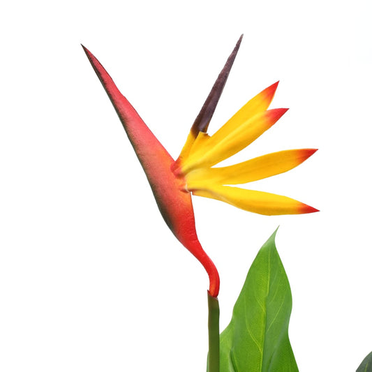 Planta Strelitzia Reginae Ave Del Paraíso Artificial